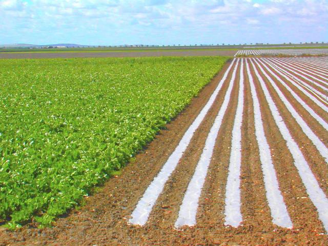 A pesar de que el país podría ser una potencia agrícola y de que posee un gran capital humano, el campo no da empleo