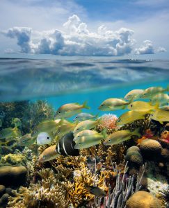 Cozumel: descubre los tesoros de la isla. Revista Fortuna