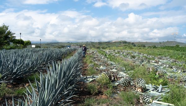 Foto CCA. Consumo de agua en el cultivo de agave podría ir contra normas ambientales mexicanas.