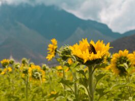 Parque con 20 mil girasoles abre sus puertas en Santiago, Nuevo León