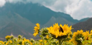 Parque con 20 mil girasoles abre sus puertas en Santiago, Nuevo León