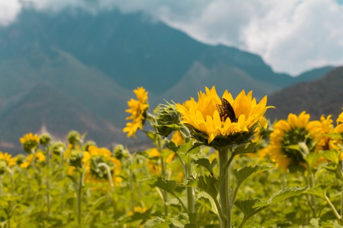 Parque con 20 mil girasoles abre sus puertas en Santiago, Nuevo León