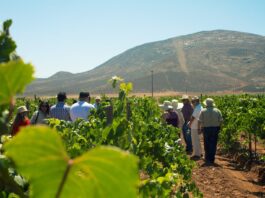 Esta edición se celebrará durante 29 días, con más de 30 actividades y la participación de 84 vinícolas