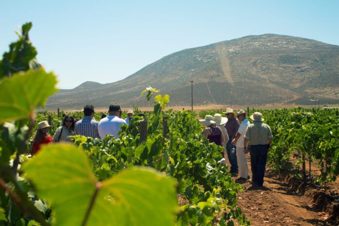 Esta edición se celebrará durante 29 días, con más de 30 actividades y la participación de 84 vinícolas