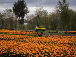 Valor estimado de producción nacional de flor de cempasúchil supera los 500 mdp