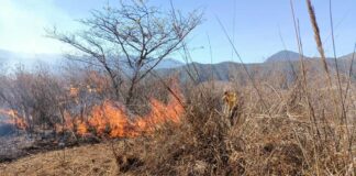 Cinco incendios activos en Veracruz; Conafor, voluntarios y organizaciones atienden zonas afectadas