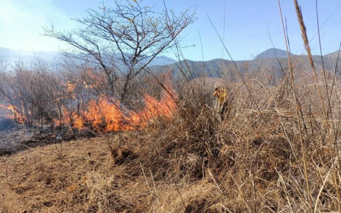 Cinco incendios activos en Veracruz; Conafor, voluntarios y organizaciones atienden zonas afectadas