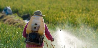 en virtud de que no se han concretado las condiciones para sustituir el uso del glifosato en la agricultura mexicana, el presidente determinó