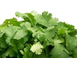 La primera a la segunda semana de junio, en distintos estados de la república, el precio del cilantro ha registrado un incremento de hasta el 400%