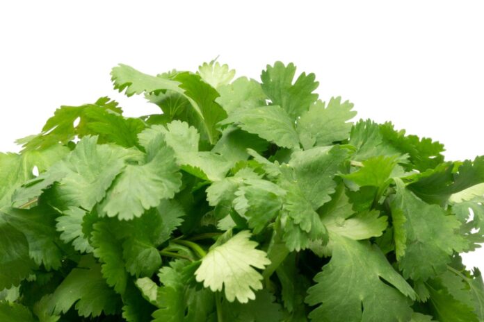 La primera a la segunda semana de junio, en distintos estados de la república, el precio del cilantro ha registrado un incremento de hasta el 400%