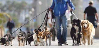 Crea Sedema padro?n de paseadores de perros en la CDMX